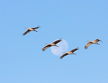 Migratory birds along the western hemisphere flyway