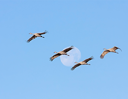 Migratory birds along the western hemisphere flyway